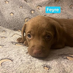 Thumbnail photo of Frizzle's Pup Feyre #2