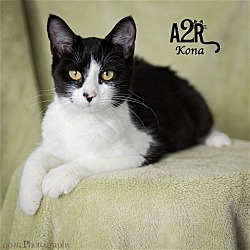 Thumbnail photo of Kona (Bonded with Keanu) #3