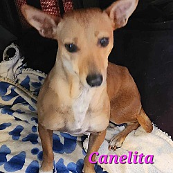 Thumbnail photo of Canelita #1