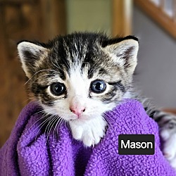 Photo of Mason At Blu Berry Adoption Event