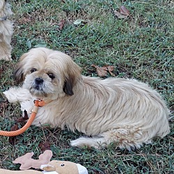 bonded pet photo