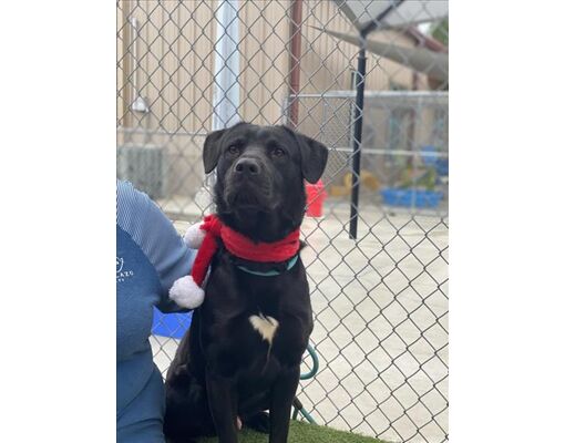 Lacombe, LA - Labrador Retriever. Meet LOGAN a Pet for Adoption ...