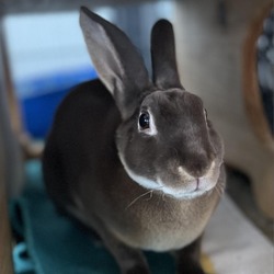 Thumbnail photo of Cadbury #2