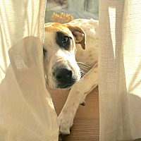 adopt a pet