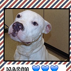 Thumbnail photo of Mason reduced! (Pom-Christi) #1