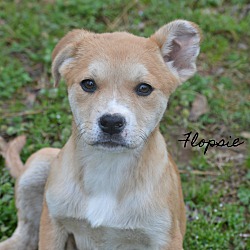 Thumbnail photo of Flopsie~ adopted! #1