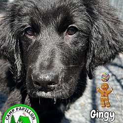 Photo of Gingy