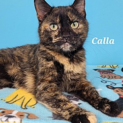 Photo of Calla