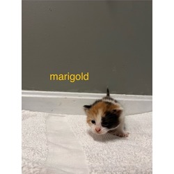 Photo of Marigold