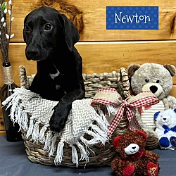 Thumbnail photo of Newton #3