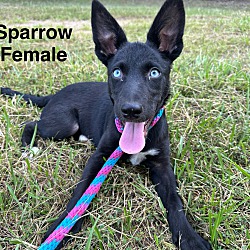 Thumbnail photo of Sparrow meet 9/20 #1