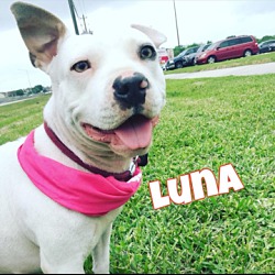 Thumbnail photo of Luna #2