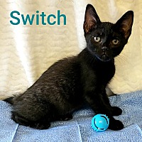 Photo of Switch