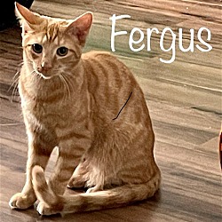 Photo of Fergus