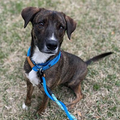 San Antonio, TX - Plott Hound. Meet Opal a Pet for Adoption - AdoptaPet.com