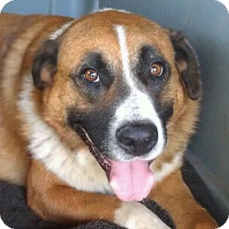 saint bernard labrador