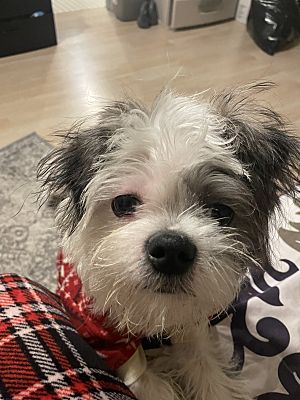 Keasbey, NJ - Shih Tzu/Chihuahua. Meet Milo a Pet for Adoption ...