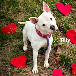 Thumbnail photo of Tilly #1