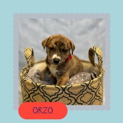 Thumbnail photo of Orzo #3