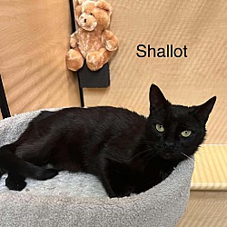 Photo of Shallot