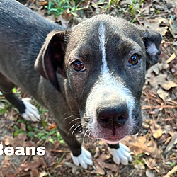 Thumbnail photo of Beans #1