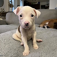 adopt a pet