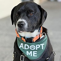 adopt a pet