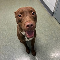 adopt a pet