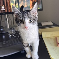 adopt a pet