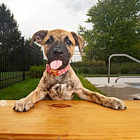 adopt a pet