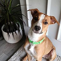adopt a pet