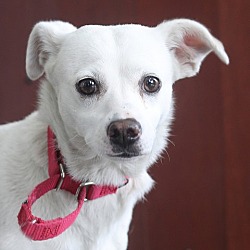 Thumbnail photo of Diffy *ADOPTION FEE WAIVED* #2