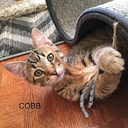 Photo of Cobb