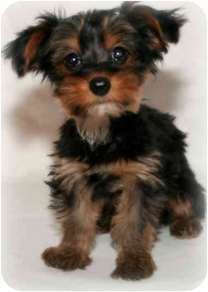 yorkshire terrier in chinese