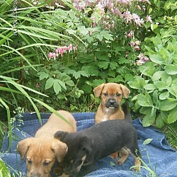 Thumbnail photo of 3 pups 2f 1 m #1