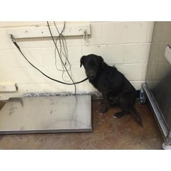 Photo of Dog