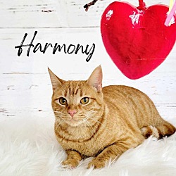 Thumbnail photo of Harmony #1