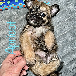 Thumbnail photo of Kiwi Pup Apricot #4