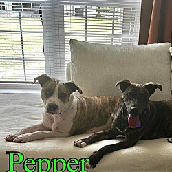 Thumbnail photo of Pepper #1