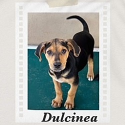 Thumbnail photo of Dulcinea #2