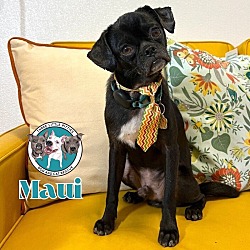 Thumbnail photo of Maui Brave and Playful Pug #1