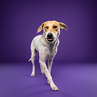 adopt-pet