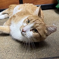 adopt a pet