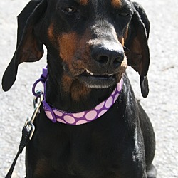 Thumbnail photo of Lizzie~adopted!! #3