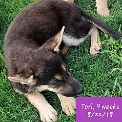 Thumbnail photo of Tori 💜 ADOPTED! #3