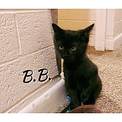 Thumbnail photo of B.B. (Baby) #1
