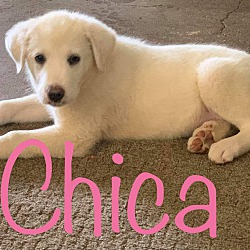 Photo of Chica