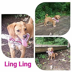 Thumbnail photo of Ling Ling #3