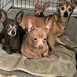 Photo of CHIHUAHUAS - FOSTER HOMES DESPERATELY NEEDED