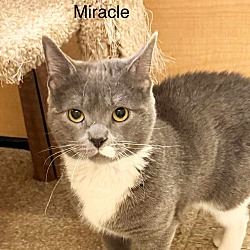 Thumbnail photo of Miracle #3
